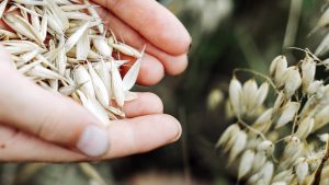 ruyada-yulaf-gormek-ne-anlama-gelir-neye-isarettir-10220