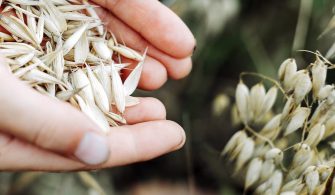 ruyada-yulaf-gormek-ne-anlama-gelir-neye-isarettir-10220