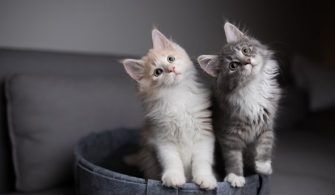 650x344-kediler-kac-yil-yasar-kedilerin-ortalama-omru-ve-yasam-suresi-nedir-e1-1617344165535