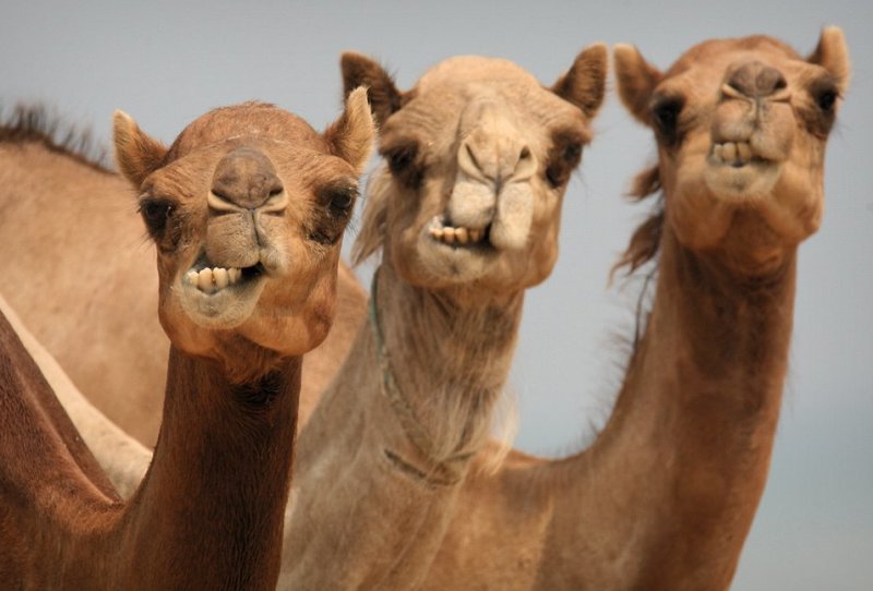 Covid-19’dan daha ölümcül! Deve Gribi belirtileri nelerdir, nasıl bulaşır?