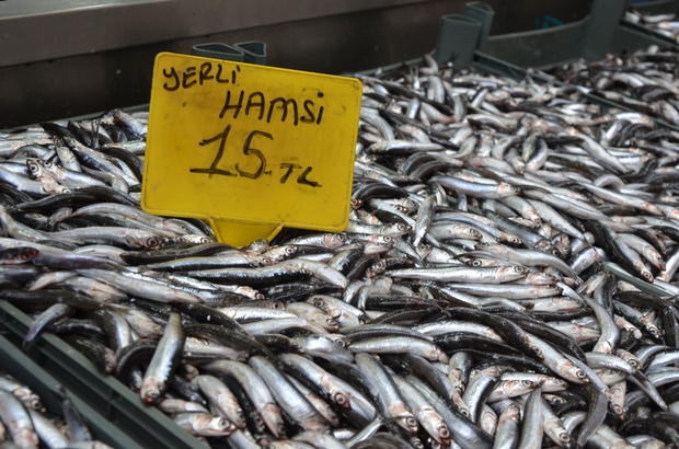 Denizlerde hamsi bereketi, “Simit fiyatına hamsi yiyeceğiz!”