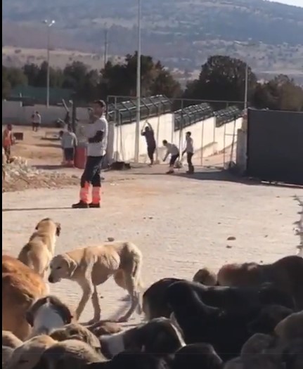 Konya hayvan barınağında dehşete düşüren görüntüler! Kürekle katlettiler..
