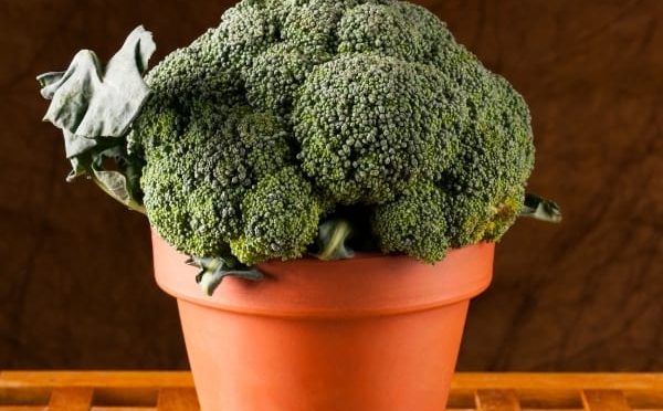 brokoli