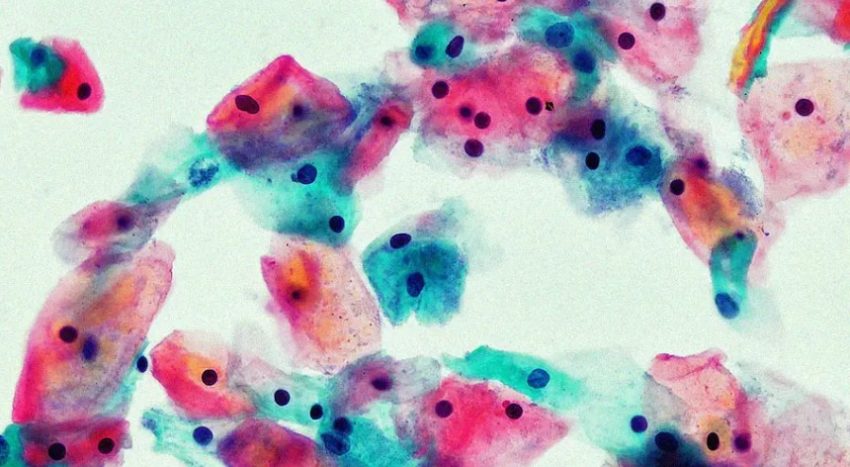 Bilim insanları çip üzerinde vajina üretti!