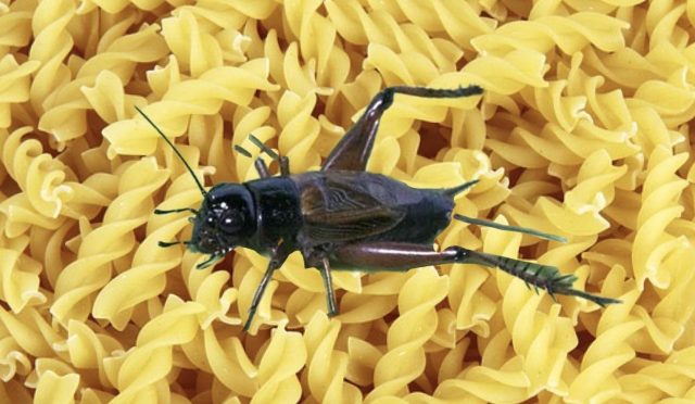 cırıcır böceği tozu