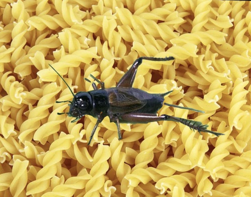 AB’den gıdada mide bulandıran onay! Makarna, cips, bisküvi… Artık cırcır böceği tozu kullanılabilecek!