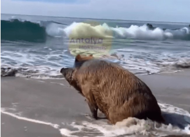 Antalya sahillerinde şoke eden görüntü! Turistler cep telefonuna sarıldı