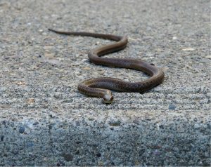 garter-snake-1264267_640