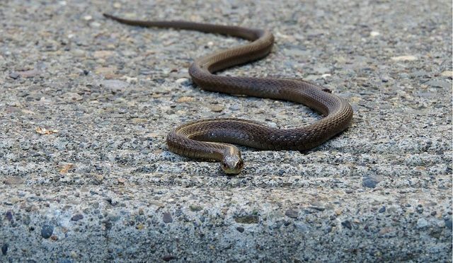 garter-snake-1264267_640
