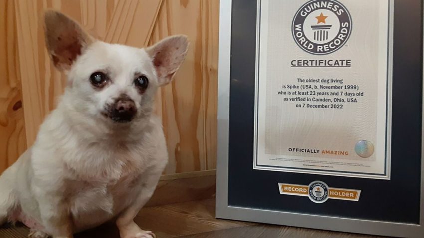 Guinnes’e girdi… İşte dünyanın en yaşlı köpeği! Peki kaç yaşında?