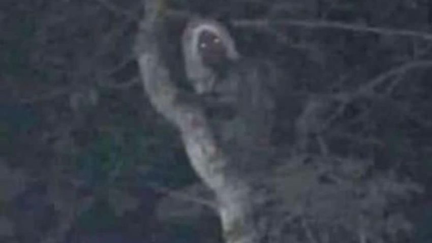 Cumhurbaşkanı dünyayı şoke eden bir fotoğraf paylaştı! Elf benzeri ‘orman ruhu’ ilk kez görüntülendi…  