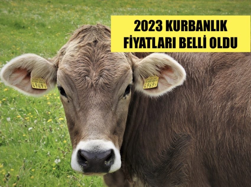 Kurbanlık fiyatları belli oldu… 2023 büyük baş ve küçükbaş kurbanlık fiyatları ne kadar? İşte, il il kurbanlık fiyatları…