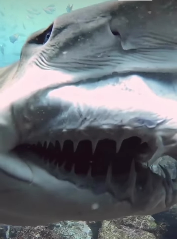 İstanbul’da balıkçılar ağlarına takılan canavarı görünce bir anda nefesleri kesildi! Marmara denizinde sayıları her geçen gün artıyor…