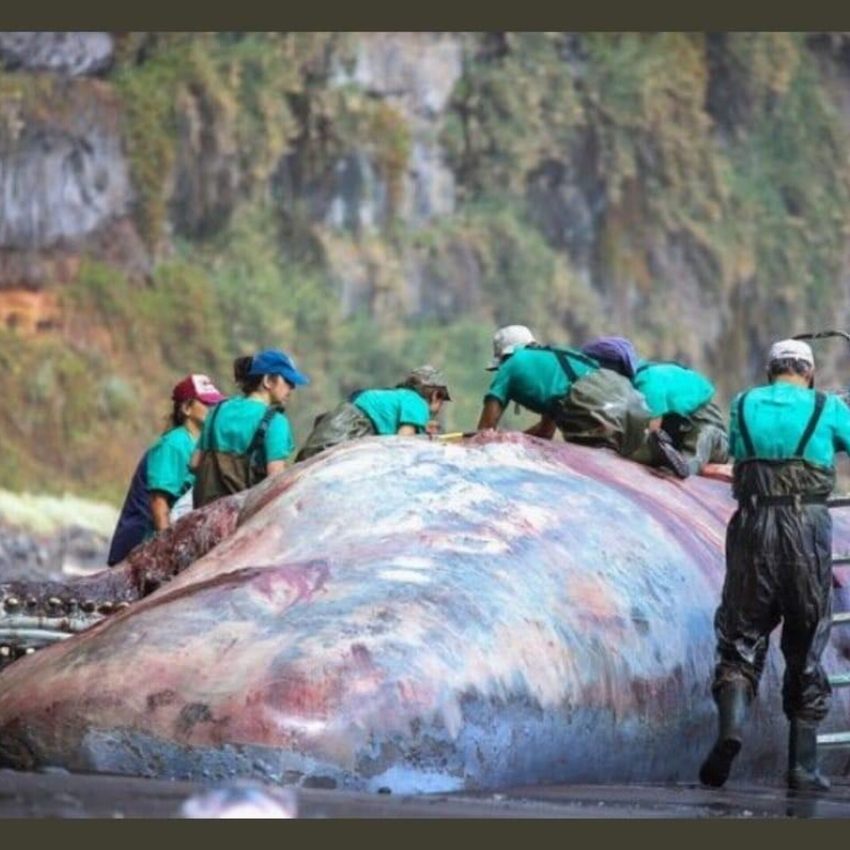 Ölü bulunan balinanın midesinden hazine çıktı