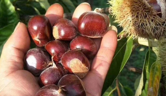 maraval-kestane-fidani-3-yas-tuplu-ve-asili-3-adet_1