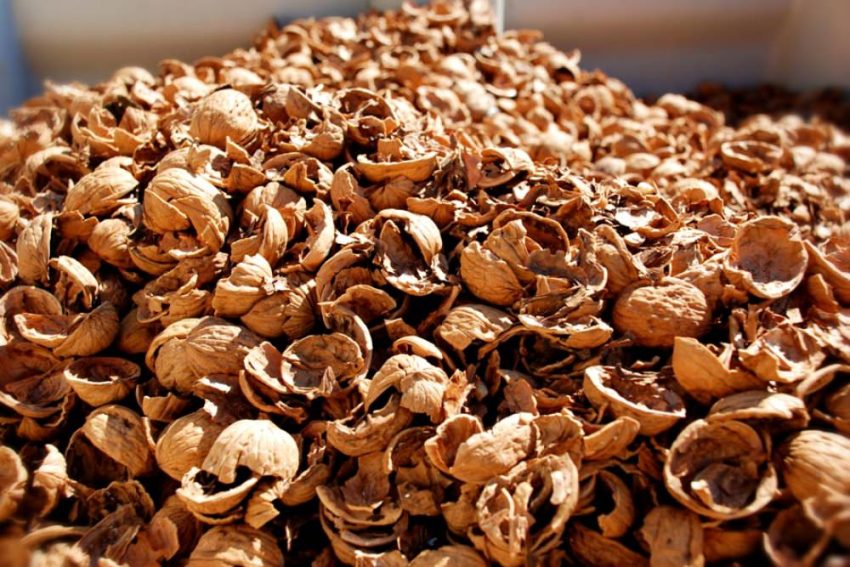 Kabuğuyla çöpe atıyoruz! Oysa sigaranın zehrini alıyor, akciğerimizi tertemiz yapıyor!